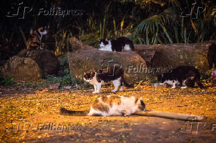 Grupo de gatos no parque da Aclimao, em So Paulo