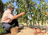 Iraqi farmer Ismail Ibrahim has planted 