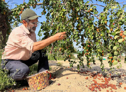 Iraqi farmer Ismail Ibrahim has planted 