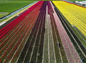 Drone picture of people walking on a tulip field in Lisse