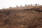 A man rides a donkey as a group of camels walk near by at the Negev desert near the Israeli southern city of Arad