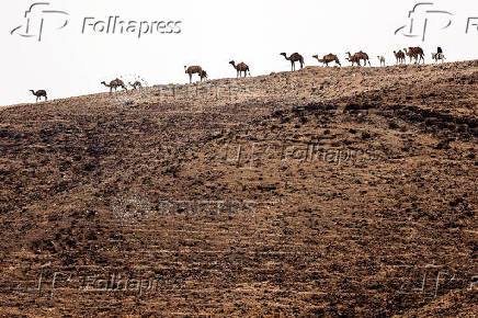 A man rides a donkey as a group of camels walk near by at the Negev desert near the Israeli southern city of Arad