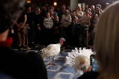 Two Minnesota turkeys are introduced a day ahead of their Thanksgiving holiday pardoning in Washington