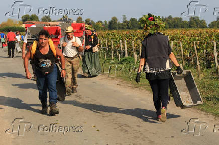 Pessoas de diversos pases trabalham apanhando uvas no Chteau Pontet-Canet