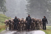 Cows get traditional bells before the annual Viehscheid festival in Bad Hindelang