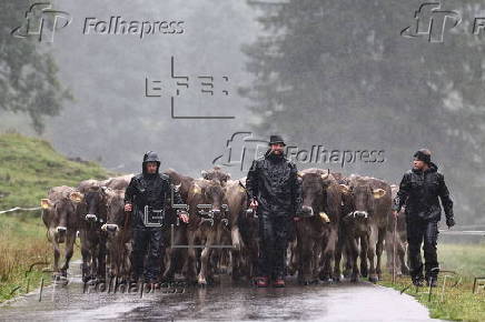 Cows get traditional bells before the annual Viehscheid festival in Bad Hindelang