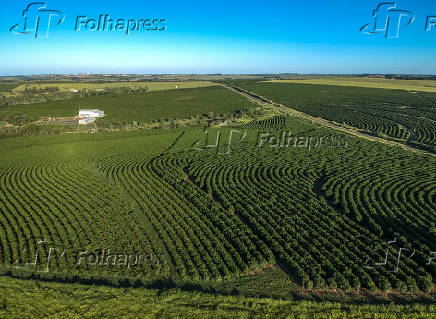 Vista area de plantaes de caf