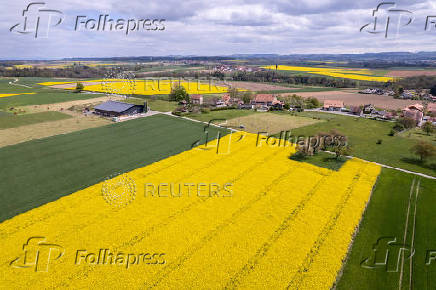A drone view shows rapeseed fields in Oulens-sous-Echallens