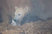 A female polar bear, Nuka, stands next to her cub, in Karlsruhe