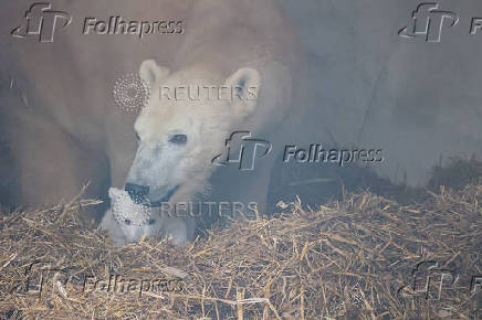 A female polar bear, Nuka, stands next to her cub, in Karlsruhe