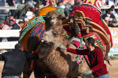 Camel Wrestling Festival in Turkey