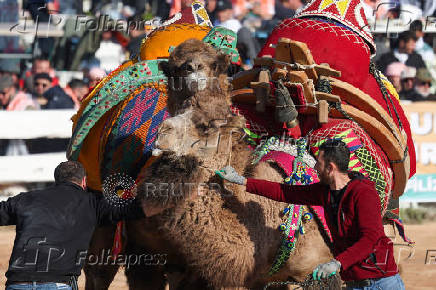 Camel Wrestling Festival in Turkey