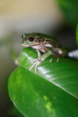 Quito Zoo introduces endangered Andean frogs to restored habitats, in Quito