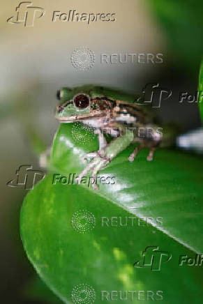 Quito Zoo introduces endangered Andean frogs to restored habitats, in Quito