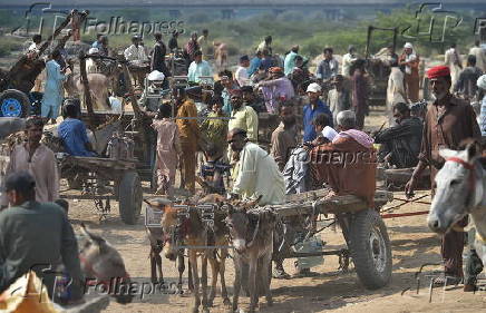 Prices of donkeys surge in Pakistan due to increasing demand from China