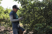 Mexican army patrols to curb extortion from criminal groups of lemon producers, in Paracuaro