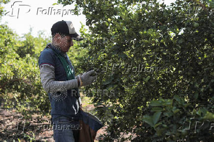 Mexican army patrols to curb extortion from criminal groups of lemon producers, in Paracuaro