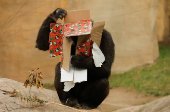 Gorillas receive Christmas boxes containing food at Bioparc Fuengirola, in Fuengirola