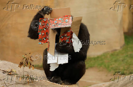 Gorillas receive Christmas boxes containing food at Bioparc Fuengirola, in Fuengirola