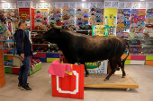 A tourist looks at a stuffed bull at 