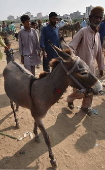 Prices of donkeys surge in Pakistan due to increasing demand from China