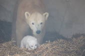 A female polar bear, Nuka, stands next to her cub, in Karlsruhe