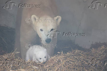 A female polar bear, Nuka, stands next to her cub, in Karlsruhe