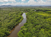 Vegetao na Reserva Guaricica, gerida pela SPVS