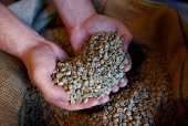 Arabica green coffee beans in a roasting coffee shop in Paris