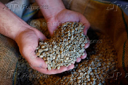 Arabica green coffee beans in a roasting coffee shop in Paris