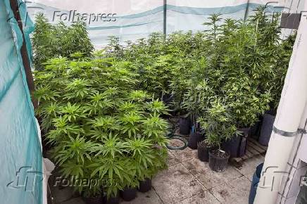 Plantao de Cannabis em associao de pacientes na Paraba 