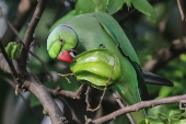 Rose-ringed parakeet in Sri Lanka