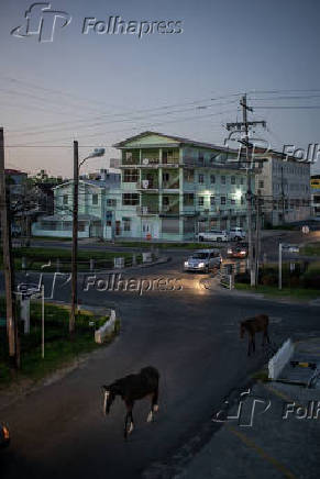 Cavalos em uma esquina de Georgetown, capital da Guiana Inglesa
