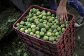 Mexican army patrols to curb extortion from criminal groups of lemon producers, in Paracuaro