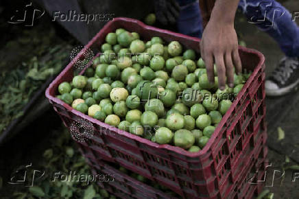 Mexican army patrols to curb extortion from criminal groups of lemon producers, in Paracuaro