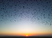 A murmuration of migrating starlings is seen across the sky at a landfill site near Beersheba