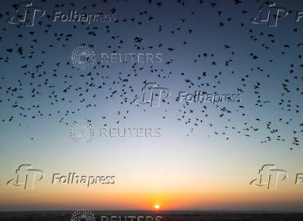 A murmuration of migrating starlings is seen across the sky at a landfill site near Beersheba