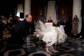 Two Minnesota turkeys are introduced a day ahead of their Thanksgiving holiday pardoning in Washington