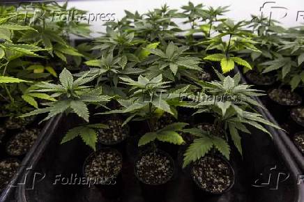Plantao de Cannabis em associao de pacientes na Paraba 