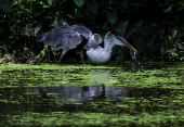 FILE PHOTO: A heron with a plastic cup stuck through its throat, in Rio de Janeiro