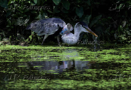 FILE PHOTO: A heron with a plastic cup stuck through its throat, in Rio de Janeiro