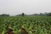 Plantao de tabaco na regio de Chor, no Paraguai