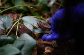 Quito Zoo introduces endangered Andean frogs to restored habitats, in Quito