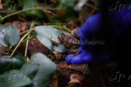 Quito Zoo introduces endangered Andean frogs to restored habitats, in Quito