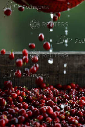 Freshly harvested coffee berries are washed in a plantation in Anolaima