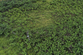  Vista de drone de plantao de bananas no Vale do Ribeira