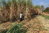 FILE PHOTO: Workers harvest sugarcane in a field in Kolhapur district