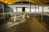  Vista de gansos na rea externa do auditrio Elis Regina, no complexo do Anhembi (SP)