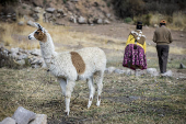 El director general de la FAO se empapa del 'suma qamaa', el vivir bien, en Bolivia