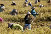 Rice prices increase in Indonesia prompts government action